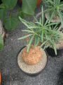 adenium somalense.JPG